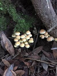 Hypholoma fasciculare image