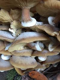 Armillaria mellea image