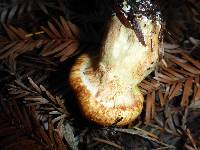 Suillus caerulescens image