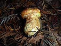 Suillus caerulescens image