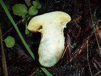 Suillus caerulescens image