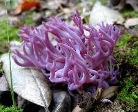 Clavaria zollingeri image