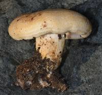 Lactarius alnicola image