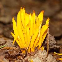 Clavulinopsis fusiformis image