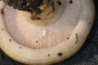 Lactarius alnicola image