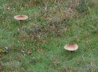 Macrolepiota procera var. procera image