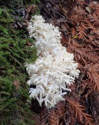 Hericium coralloides image