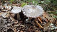 Amanita vaginata image