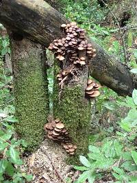 Armillaria mellea image