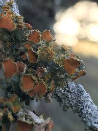 Teloschistes chrysophthalmus image