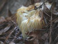 Hericium erinaceus image