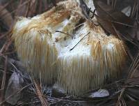 Hericium erinaceus image