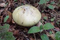 Amanita phalloides image