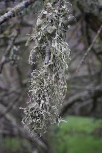 Ramalina leptocarpha image