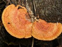 Pycnoporus coccineus image