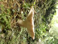 Russula griseoviridis image