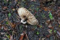 Chlorophyllum brunneum image