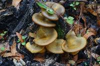 Omphalotus olivascens image