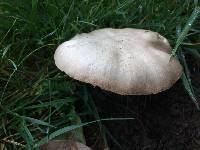 Agaricus xanthodermus image