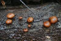 Gymnopilus thiersii image