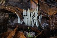 Clavaria fragilis image