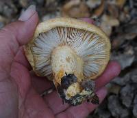 Lactarius alnicola image