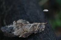 Marasmius quercophilus image