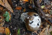 Amanita calyptroderma image