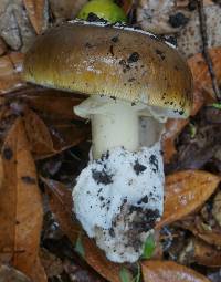 Amanita calyptroderma image