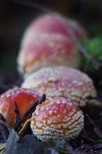 Amanita muscaria image