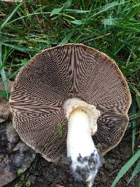 Agaricus xanthodermus image