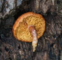 Gymnopilus thiersii image