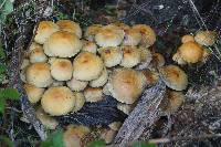 Hypholoma fasciculare image