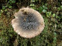 Russula griseoviridis image