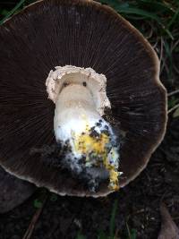 Agaricus xanthodermus image