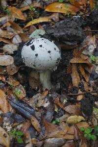 Amanita calyptroderma image