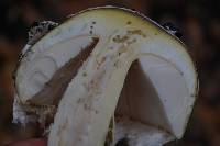 Amanita calyptroderma image