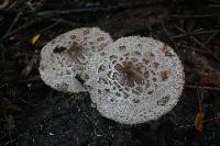 Chlorophyllum brunneum image