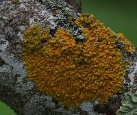 Xanthoria parietina var. parietina image