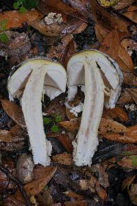 Amanita calyptroderma image