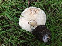 Chlorophyllum brunneum image