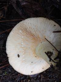 Lactarius alnicola image