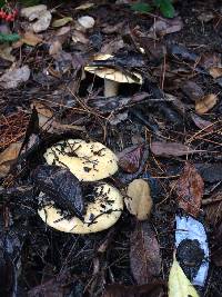 Lactarius alnicola image