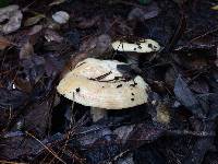 Lactarius alnicola image