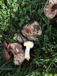 Agaricus xanthodermus image