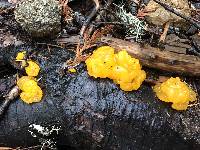 Tremella mesenterica image