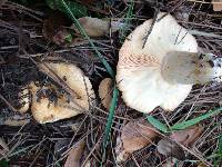 Lactarius alnicola image