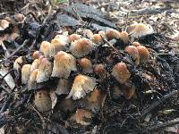 Coprinellus micaceus image