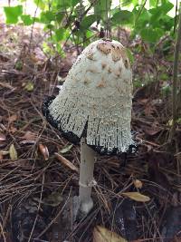 Coprinus comatus image