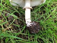 Chlorophyllum brunneum image